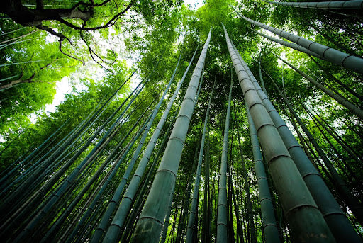 What Is Bamboo & Why Does It Make Great Underwear