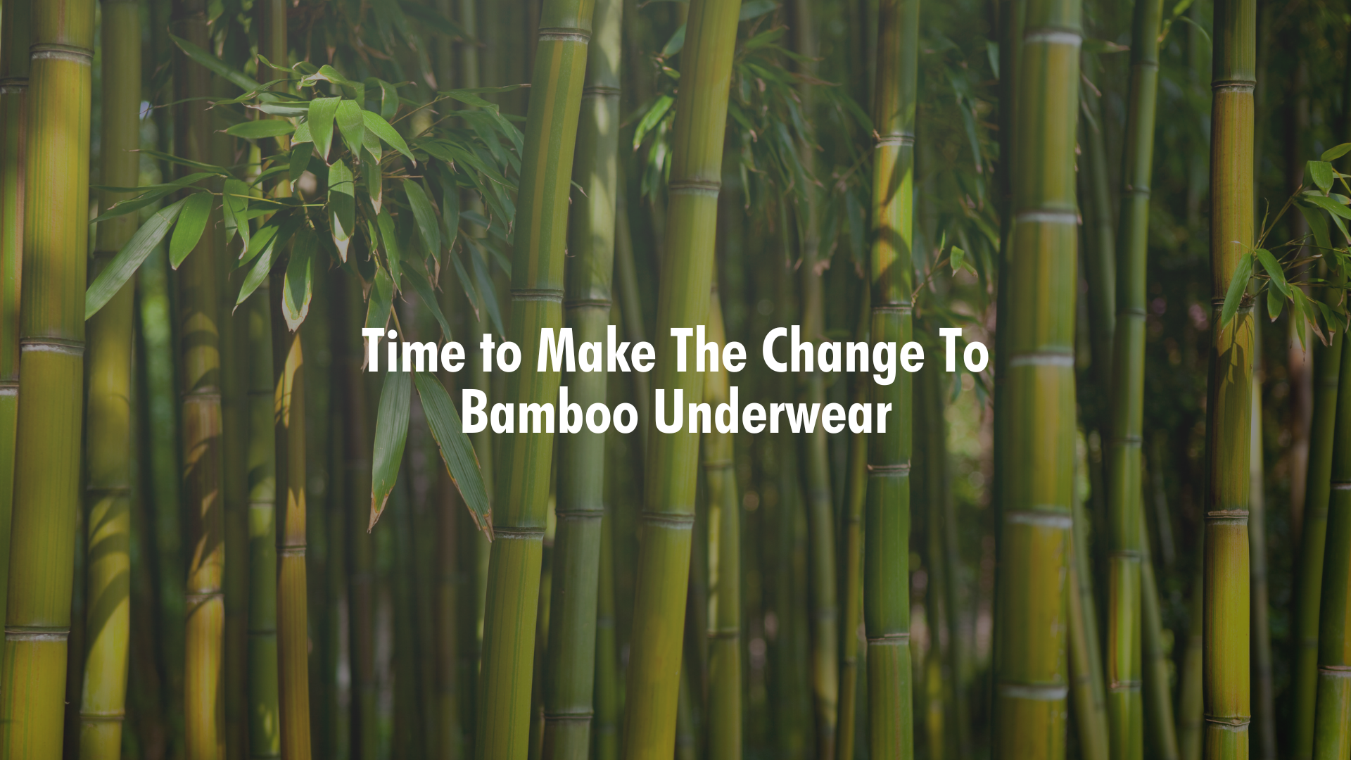  Bamboo