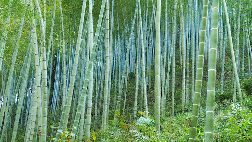 Why Choose Bamboo Underwear